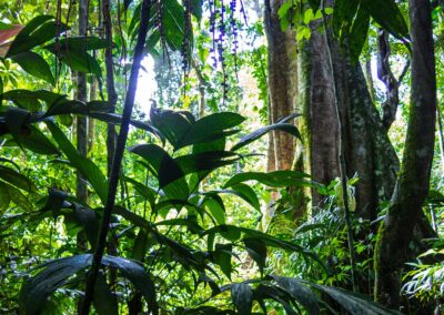 The Virtuous Promise of The Mighty Leaf